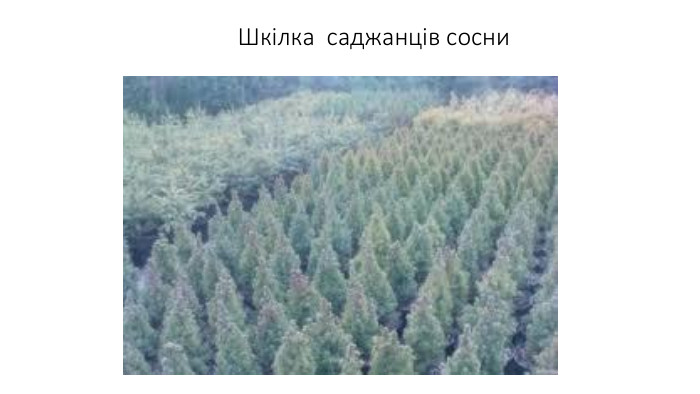 Шкілка саджанців сосни
