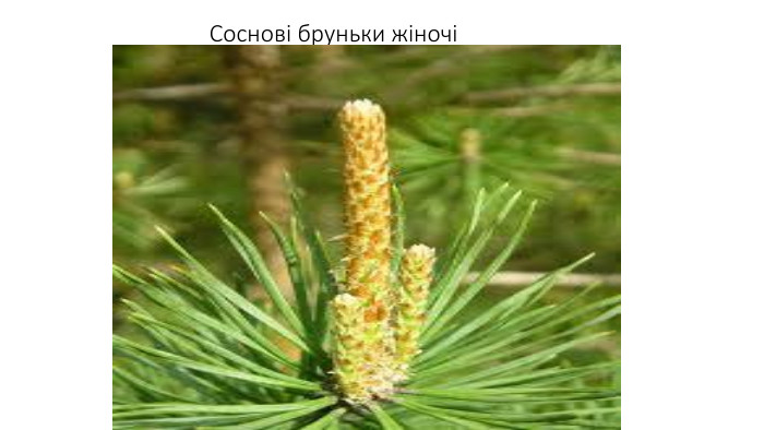 Соснові бруньки жіночі