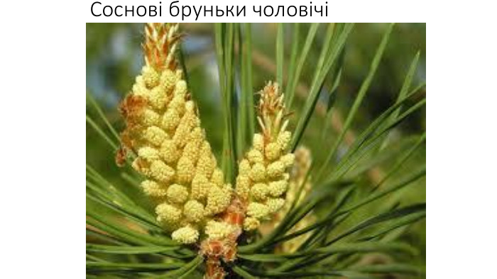 Соснові бруньки чоловічі