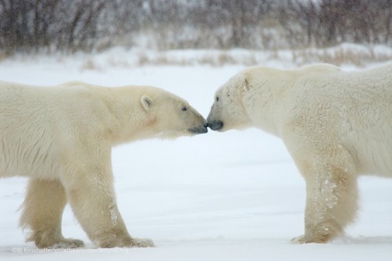 Two polar bears touch noses.