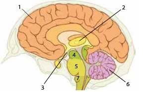 Картинки по запросу головний  мозок людини відділи