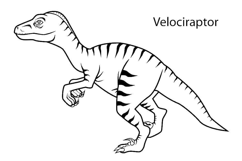 Dinozavr-velotseraptor_5374.jpg