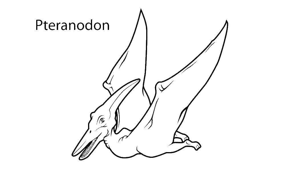 Pteranodon_5370.jpg
