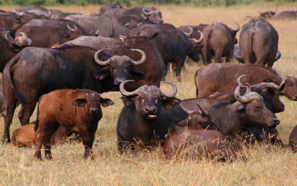 Стадо буйволов » Животные » Обои для рабочего стола