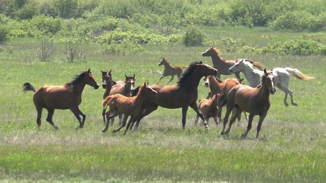 Табун арабских лошадей | A herd of Arabian horses - YouTube
