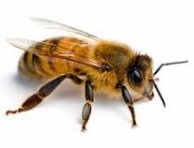 Картинки по запросу фото пчелы