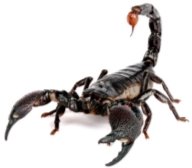 Картинки по запросу фото императорского скорпиона