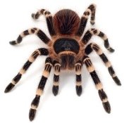 Картинки по запросу фото паука тарантула