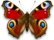 Картинки по запросу фото бабочки