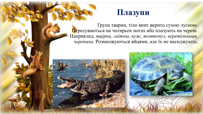  Плазуни. Група тварин, тіло яких вкрито сухою лускою. Пересуваються на чотирьох ногах або плазують на череві. Наприклад, ящірка, гадюка, вуж, жовтопуз, веретільниця, черепаха. Розмножуються яйцями, але їх не насиджують.