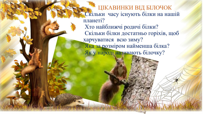 ЦІКАВИНКИ ВІД БІЛОЧОК Скільки часу існують білки на нашій планеті? Хто найближчі родичі білки? Скільки білки достатньо горіхів, щоб харчуватися всю зиму? Яка за розміром найменша білка? Як у народі називають білочку? 