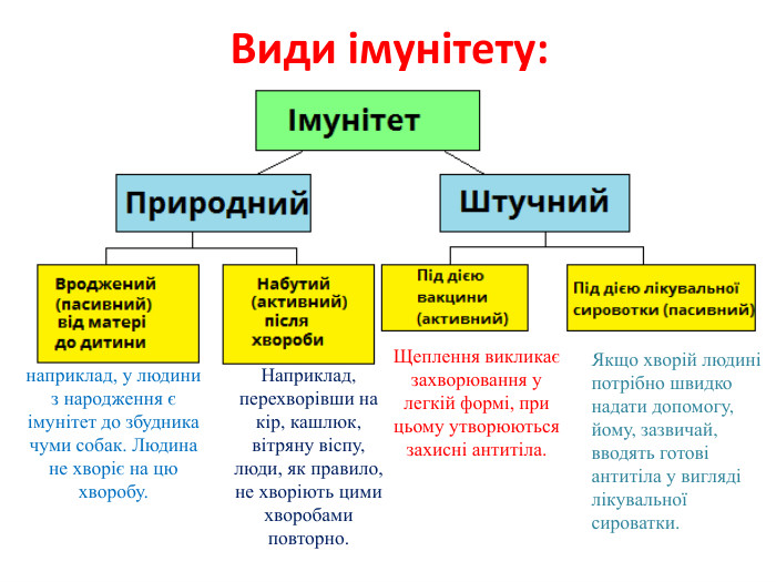 Види імунітету:наприклад, у людини з народження є імунітет до збудника чуми собак. Людина не хворіє на цю хворобу. Наприклад, перехворівши на кір, кашлюк, вітряну віспу, люди, як правило, не хворіють цими хворобами повторно. Щеплення викликає захворювання у легкій формі, при цьому утворюються захисні антитіла. Якщо хворій людині потрібно швидко надати допомогу, йому, зазвичай, вводять готові антитіла у вигляді лікувальної сироватки. 