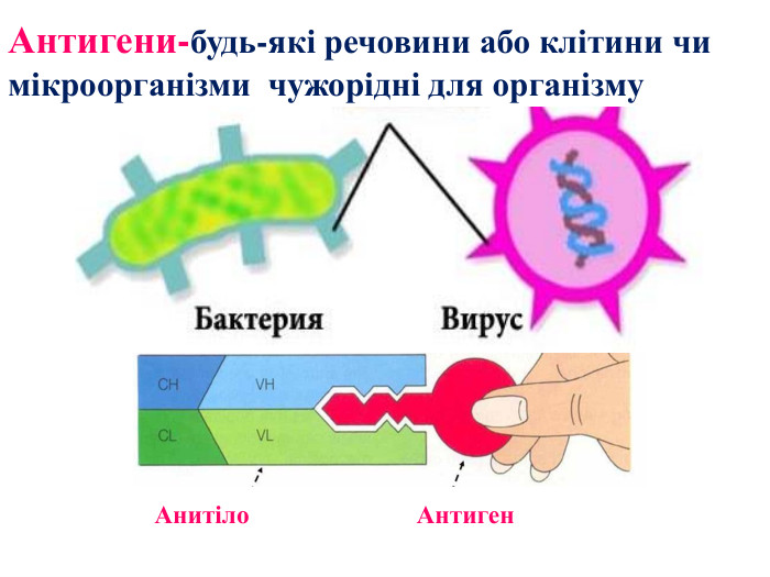Антигени-будь-які речовини або клітини чи мікроорганізми чужорідні для організму Анитіло Антиген 