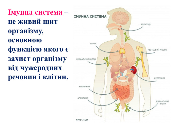  Імунна система – це живий щит організму, основною функцією якого є захист організму від чужеродних речовин і клітин.