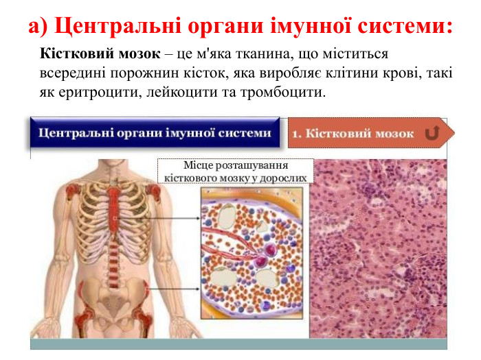 а) Центральні органи імунної системи: Кістковий мозок – це м'яка тканина, що міститься всередині порожнин кісток, яка виробляє клітини крові, такі як еритроцити, лейкоцити та тромбоцити.