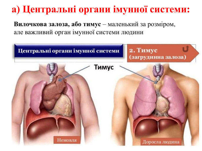 а) Центральні органи імунної системи: Вилочкова залоза, або тимус – маленький за розміром, але важливий орган імунної системи людини