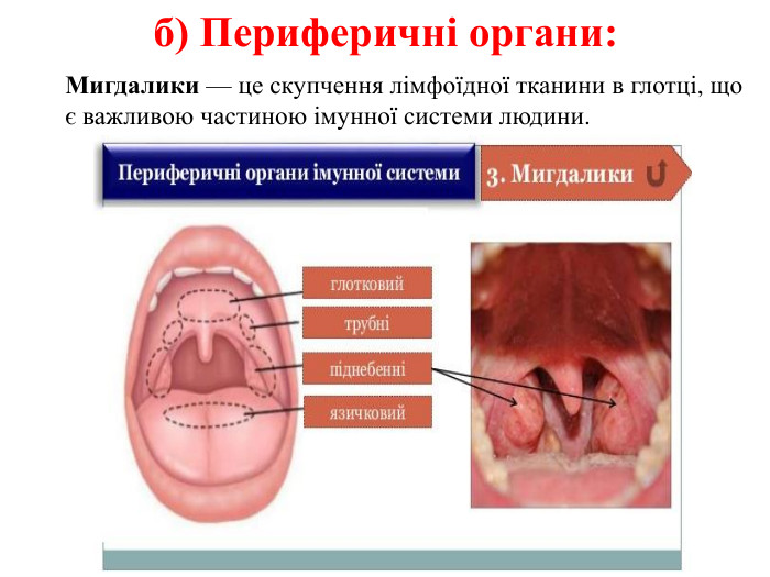 б) Периферичні органи: Мигдалики — це скупчення лімфоїдної тканини в глотці, що є важливою частиною імунної системи людини.