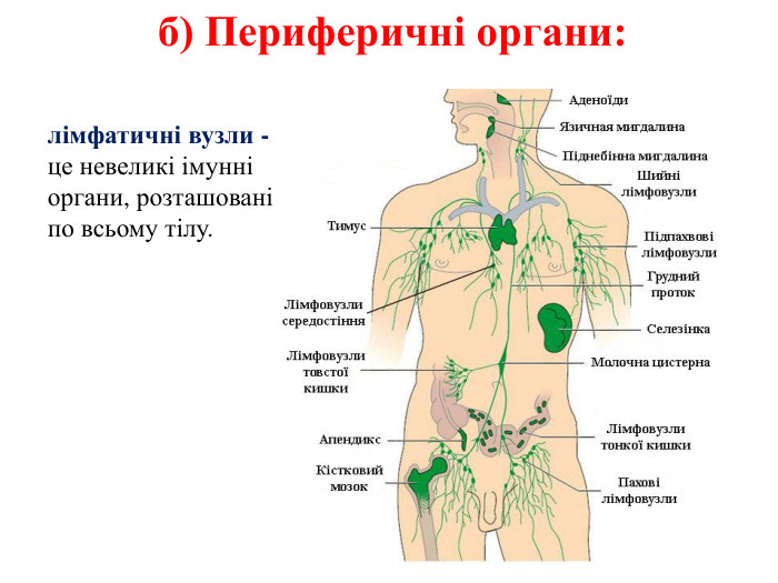 б) Периферичні органи:лімфатичні вузли - це невеликі імунні органи, розташовані по всьому тілу.