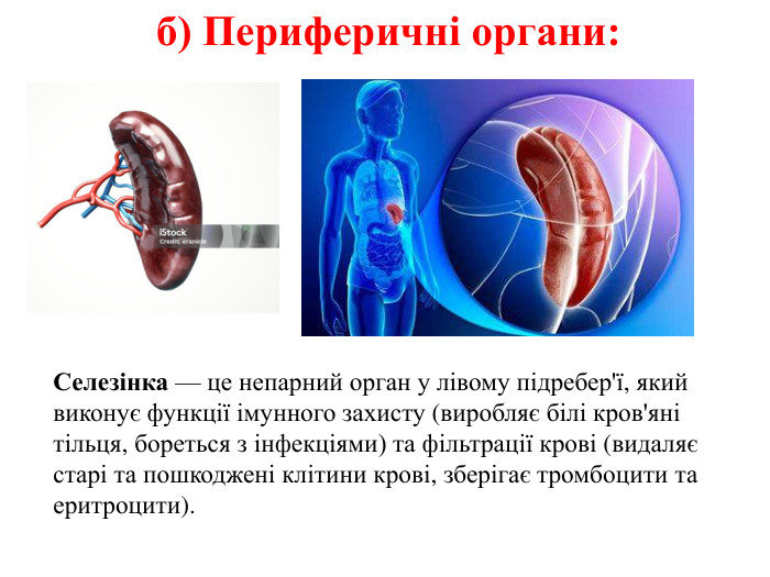 б) Периферичні органи: Селезінка — це непарний орган у лівому підребер'ї, який виконує функції імунного захисту (виробляє білі кров'яні тільця, бореться з інфекціями) та фільтрації крові (видаляє старі та пошкоджені клітини крові, зберігає тромбоцити та еритроцити).