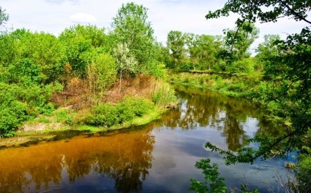 Картинки по запросу флора дніпропетровщини