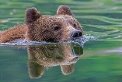ведмідь пливе