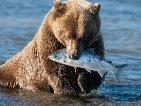 ведмідь з рибою