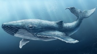 Результат пошуку зображень за запитом "синий кит"