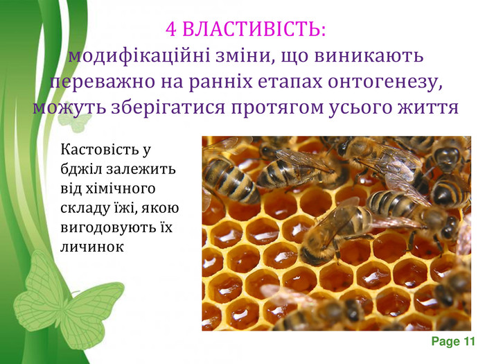 4 ВЛАСТИВІСТЬ: модифікаційні зміни, що виникають переважно на ранніх етапах онтогенезу, можуть зберігатися протягом усього життя  Кастовість у бджіл залежить від хімічного складу їжі, якою вигодовують їх личинок 