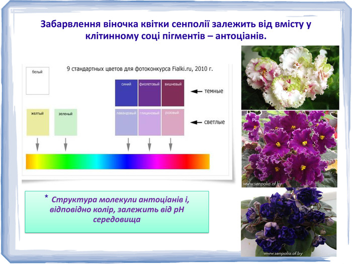 Забарвлення віночка квітки сенполії залежить від вмісту у клітинному соці пігментів – антоціанів.  * Структура молекули антоціанів і, відповідно колір, залежить від pH середовища  