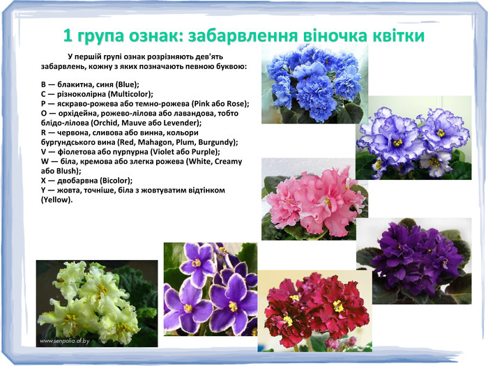 1 група ознак: забарвлення віночка квітки    У першій групі ознак розрізняють дев'ять забарвлень, кожну з яких позначають певною буквою:   В — блакитна, синя (Blue); С — різноколірна (Multicolor); Р — яскраво-рожева або темно-рожева (Pink або Rose); О — орхідейна, рожево-лілова або лавандова, тобто блідо-лілова (Orchid, Mauve або Levender); R — червона, сливова або винна, кольори бургундського вина (Red, Mahagon, Plum, Burgundy); V — фіолетова або пурпурна (Violet або Purple); W — біла, кремова або злегка рожева (White, Creamy або Blush); X — двобарвна (Bicolor); Y — жовта, точніше, біла з жовтуватим відтінком (Yellow).  