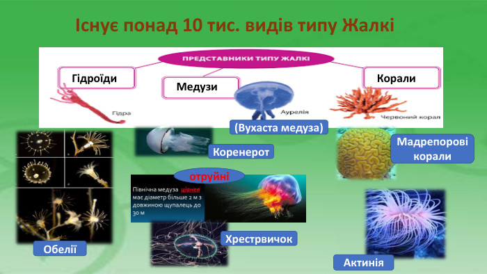 Існує понад 10 тис. видів типу ЖалкіГідроїди. Медузи Корали Обелії (Вухаста медуза) Коренерот Хрестрвичок отруйніМадрепорові корали. Актинія 