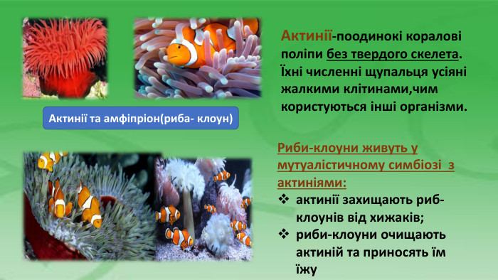 Актинії та амфіпріон(риба- клоун)Актинії-поодинокі коралові поліпи без твердого скелета.Їхні численні щупальця усіяні жалкими клітинами,чим користуються інші організми. Риби-клоуни живуть у мутуалістичному симбіозі зактиніями:актинії захищають риб-клоунів від хижаків;риби-клоуни очищають актиній та приносять їм їжу