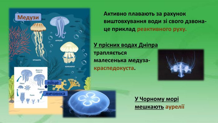 Медузи Активно плавають за рахуноквиштовхування води зі свого дзвона-це приклад реактивного руху. У прісних водах Дніпра трапляєтьсямалесенька медуза-краспедокуста. У Чорному морі мешкають ауреліїяйцеличинка