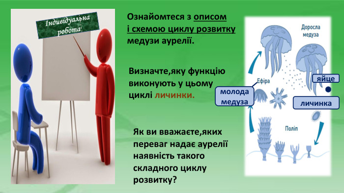 Індивідуальна робота. Ознайомтеся з описомі схемою циклу розвитку медузи аурелії. Визначте,яку функцію виконують у цьому циклі личинки. Як ви вважаєте,яких переваг надає аурелії наявність такогоскладного циклу розвитку? яйцеличинкамолодамедуза