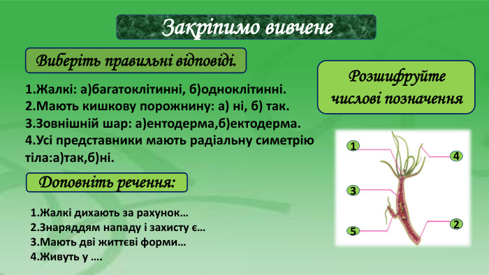 Закріпимо вивчене1. Жалкі: а)багатоклітинні, б)одноклітинні.2. Мають кишкову порожнину: а) ні, б) так.3. Зовнішній шар: а)ентодерма,б)ектодерма.4. Усі представники мають радіальну симетрію тіла:а)так,б)ні. Виберіть правильні відповіді.1 Розшифруйте числові позначення3542 Доповніть речення:1. Жалкі дихають за рахунок…2. Знаряддям нападу і захисту є…3. Мають дві життєві форми…4. Живуть у …. 