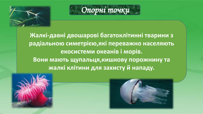 Опорні точки. Жалкі-давні двошарові багатоклітинні тварини зрадіальною симетрією,які переважно населяютьекосистеми океанів і морів. Вони мають щупальця,кишкову порожнину тажалкі клітини для захисту й нападу. 