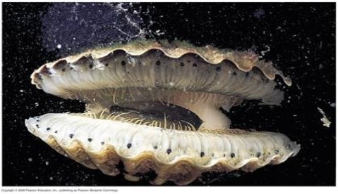 Морской гребешок – представитель кл. Двустворчатые