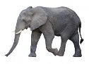 Картинки по запросу "картинки слона"