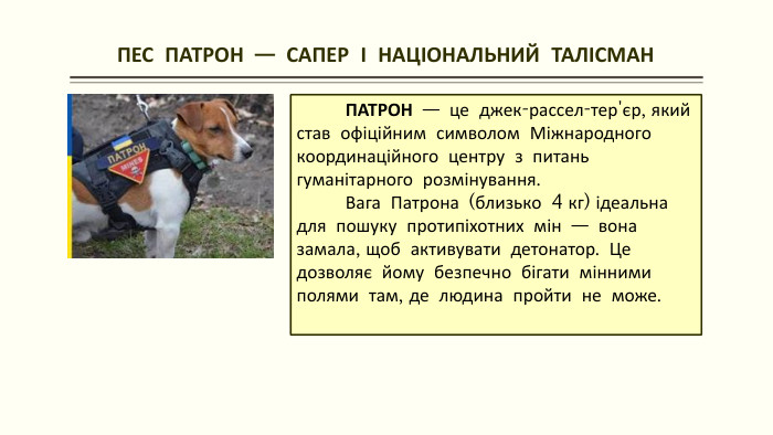  ПЕС ПАТРОН — САПЕР І НАЦІОНАЛЬНИЙ ТАЛІСМАН ПАТРОН — це джек-рассел-тер'єр, який став офіційним символом Міжнародного координаційного центру з питань гуманітарного розмінування. Вага Патрона (близько 4 кг) ідеальна для пошуку протипіхотних мін — вона замала, щоб активувати детонатор. Це дозволяє йому безпечно бігати мінними полями там, де людина пройти не може. 