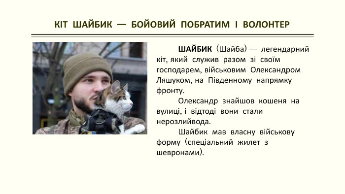  КІТ ШАЙБИК — БОЙОВИЙ ПОБРАТИМ І ВОЛОНТЕР ШАЙБИК (Шайба) — легендарний кіт, який служив разом зі своїм господарем, військовим Олександром Ляшуком, на Південному напрямку фронту. Олександр знайшов кошеня на вулиці, і відтоді вони стали нерозлийвода. Шайбик мав власну військову форму (спеціальний жилет з шевронами).