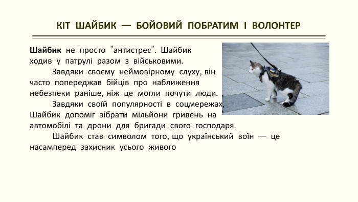  КІТ ШАЙБИК — БОЙОВИЙ ПОБРАТИМ І ВОЛОНТЕР Шайбик не просто 