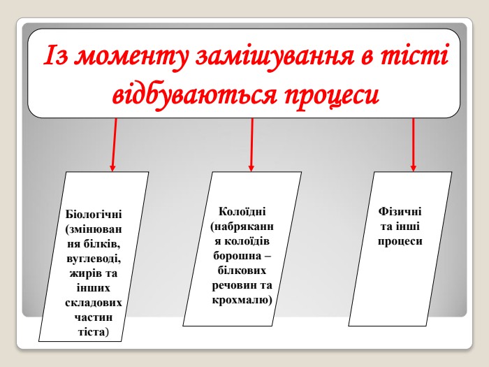 Із моменту замішування в тісті відбуваються процеси Біологічні  (змінювання білків, вуглеводі, жирів та інших складових частин тіста) Колоїдні (набрякання колоїдів борошна – білкових речовин та крохмалю) Фізичні та інші процеси  