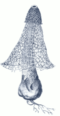 https://upload.wikimedia.org/wikipedia/commons/9/90/Dictyophora_sp_GS183.png