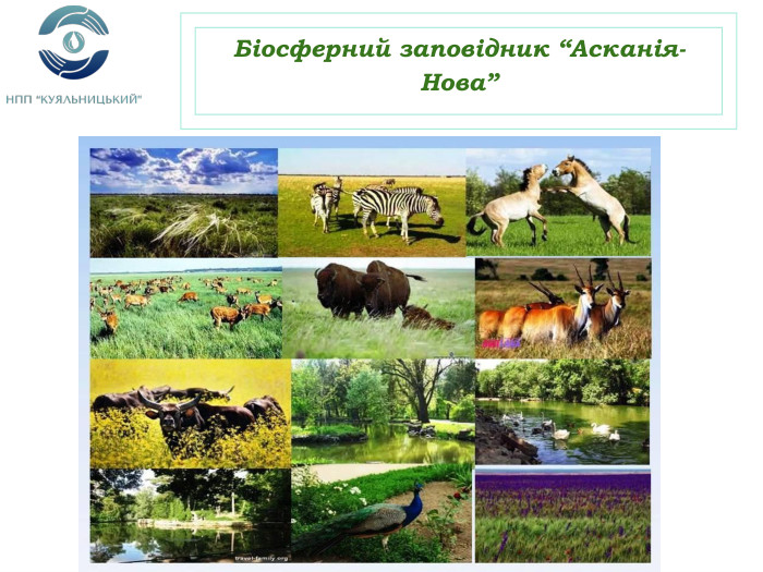Біосферний заповідник “Асканія-Нова”