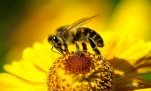 Картинки по запросу бджола на квітці