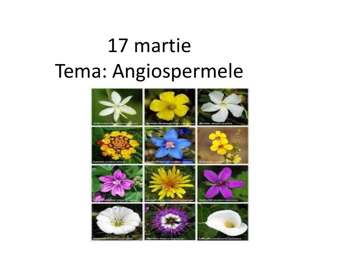 17 martie Tema: Angiospermele