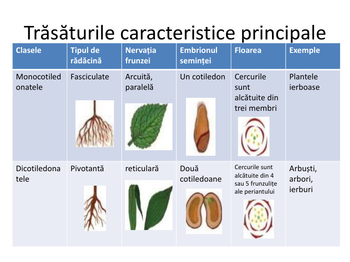 Trăsăturile caracteristice principale {5 C22544 A-7 EE6-4342-B048-85 BDC9 FD1 C3 A}Clasele. Tipul de rădăcinăNervațiafrunzei. Embrionul seminței. Floarea. Exemple. Monocotiledonatele. Fasciculate. Arcuită, paralelăUn cotiledon. Cercurile sunt alcătuite din trei membri. Plantele ierboase. Dicotiledonatele. PivotantăreticularăDouă cotiledoane. Cercurile sunt alcătuite din 4 sau 5 frunzulițe ale periantului. Arbuști, arbori, ierburi
