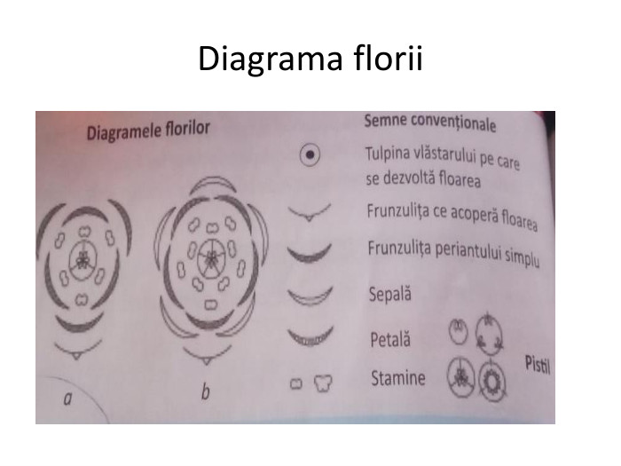 Diagrama florii