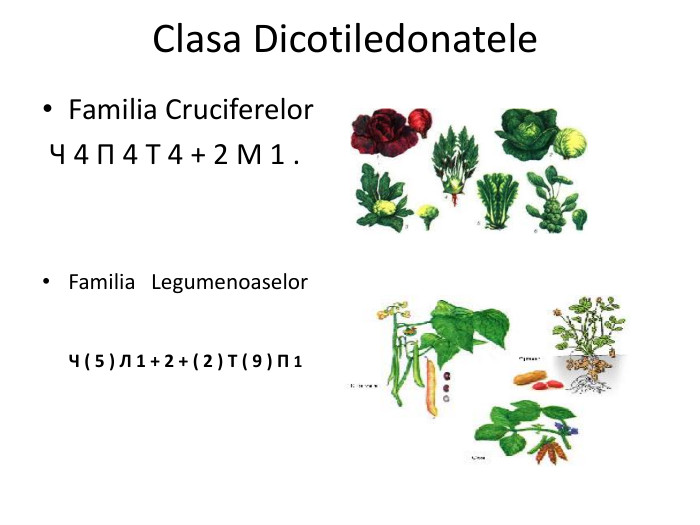Clasa Dicotiledonatele. Familia Cruciferelor Ч 4 П 4 Т 4 + 2 М 1 . Familia Legumenoaselor Ч ( 5 ) Л 1 + 2 + ( 2 ) Т ( 9 ) П 1 