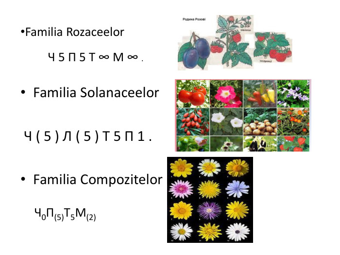 Familia Rozaceelor. Familia Solanaceelor Ч ( 5 ) Л ( 5 ) Т 5 П 1 . Familia Compozitelor Ч 5 П 5 Т ∞ М ∞ . Ч0 П(5)Т5 М(2)